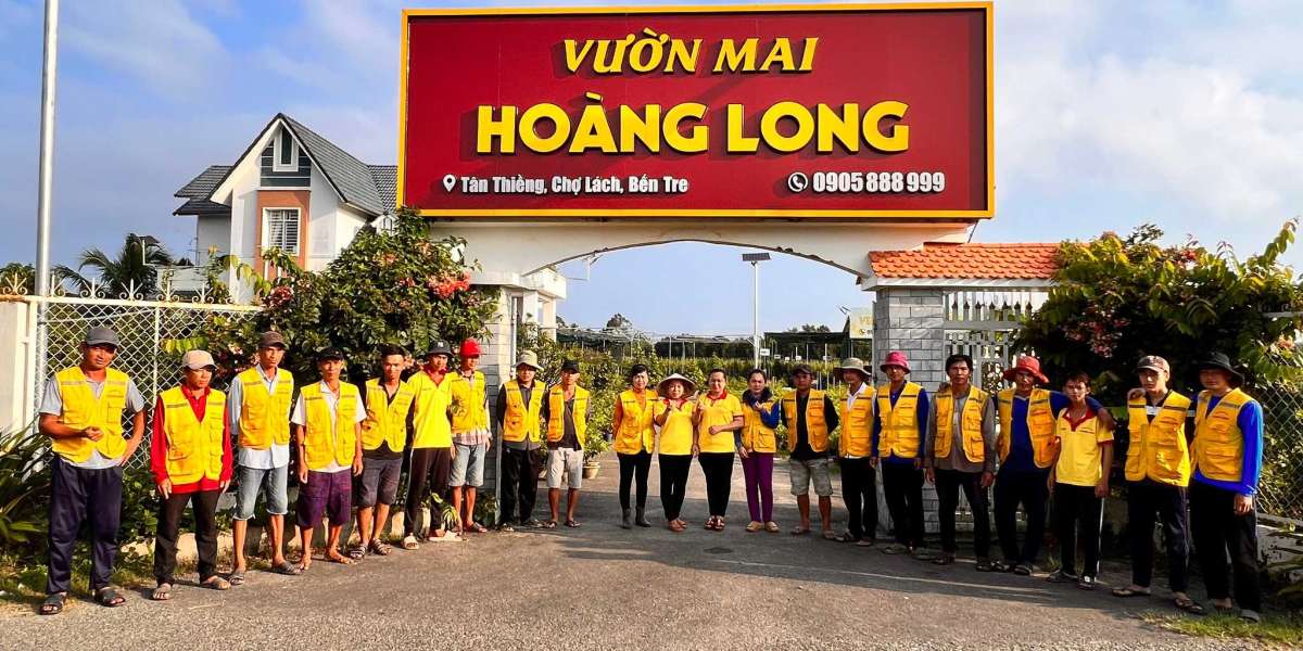 cách chọn hoa mai đẹp, phổ biến lộc đón Tết