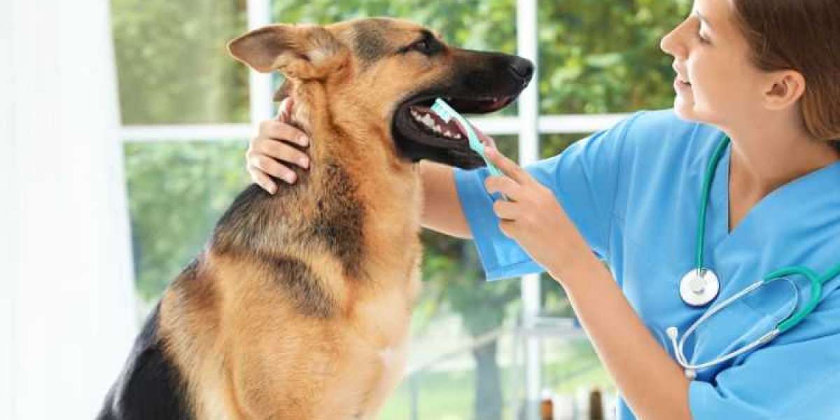 South Korea Pet Care Market: Trends, Insights, and Future Forecast (2025-2034)