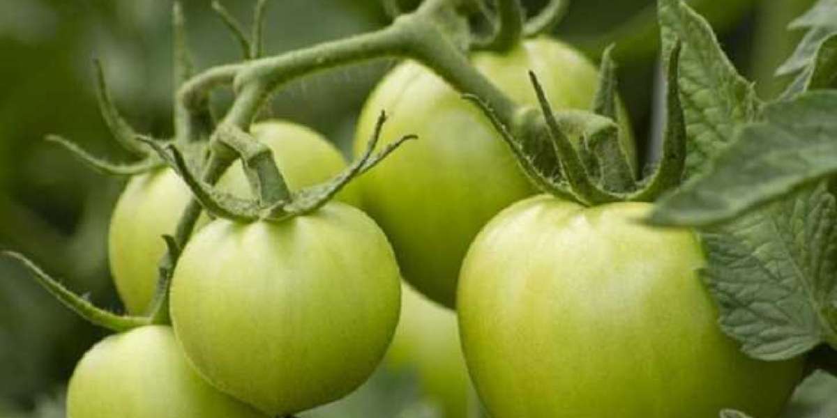 Egypt Organic Farming Market Boosted by Health and Wellness Awareness