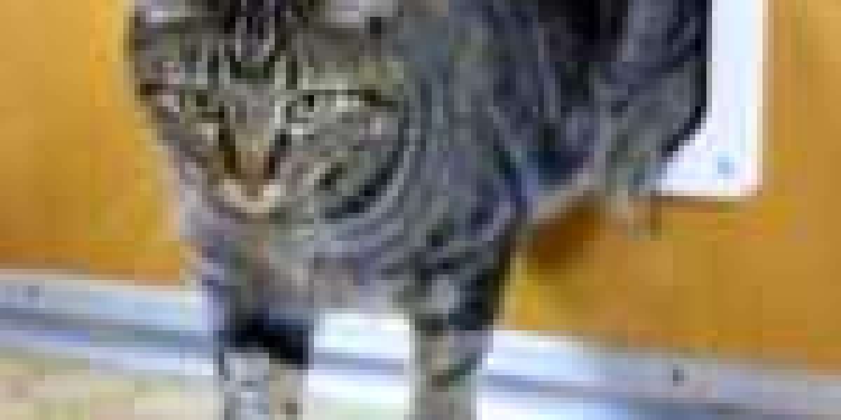 Three Reasons Why Three Reasons Your Cat Flap Installer Is Broken (And How To Repair It)