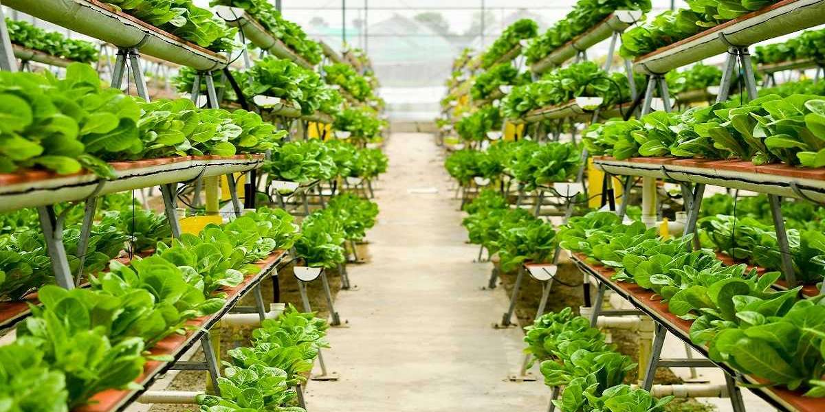 Egypt Vertical Farming Market Driven by Urbanization and Land Scarcity